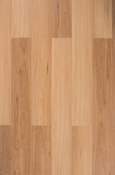 Coastal Blackbutt