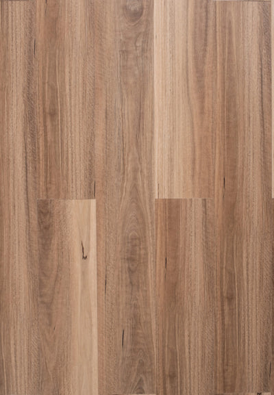QLD Spotted Gum